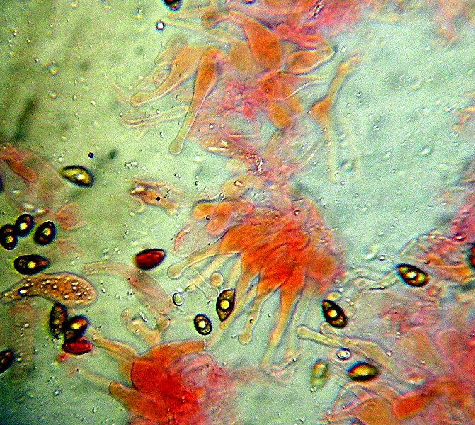 Galerina da determinare n�2.