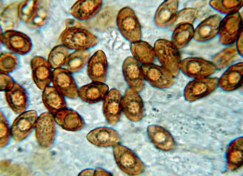 Galerina da determinare n�2.