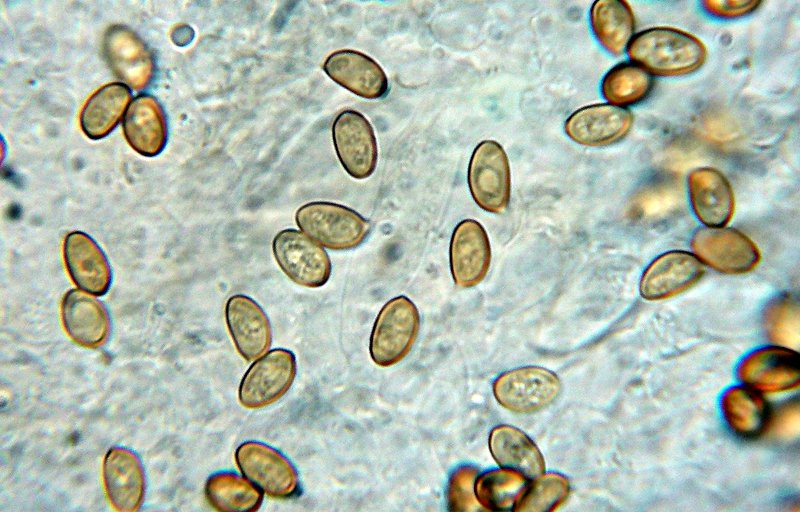 Differenza sporale tra Galerina marginata e sideroides