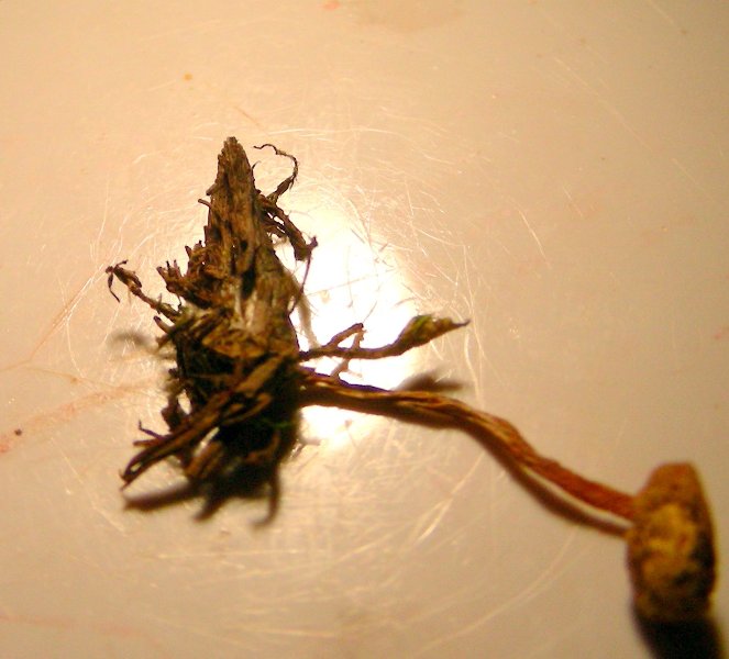 Galerina da determinare n�12.