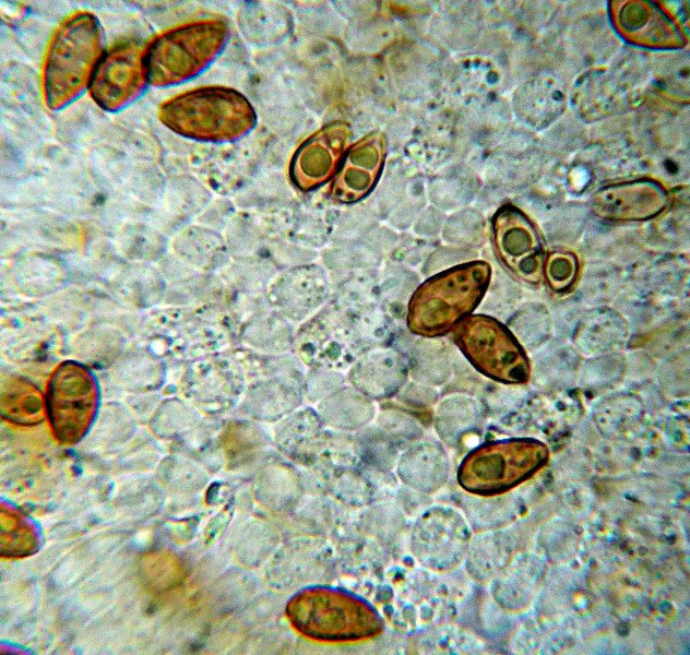 Galerina da determinare n�12.