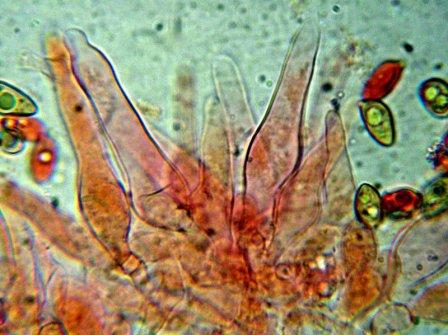 Galerina da determinare n�12.