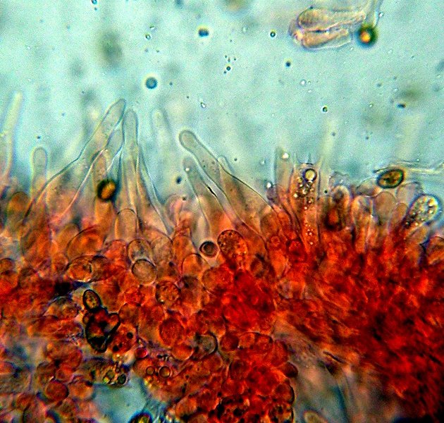 Galerina da determinare n�24.