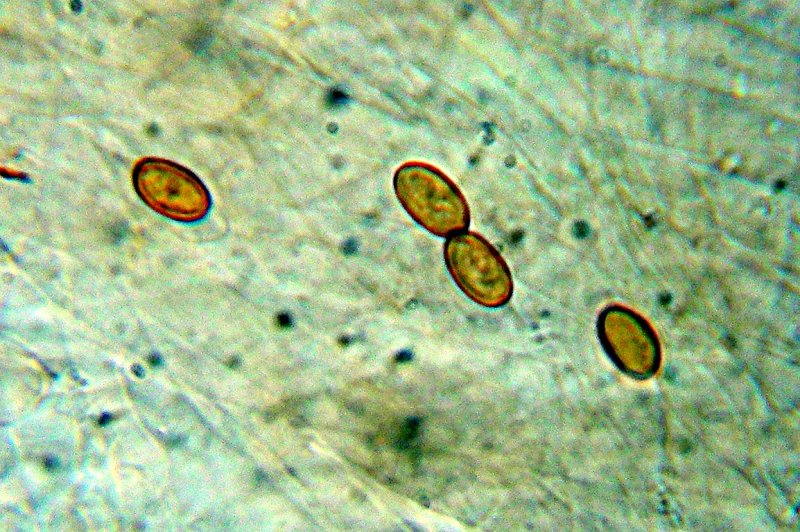 Galerina da determinare n�8.