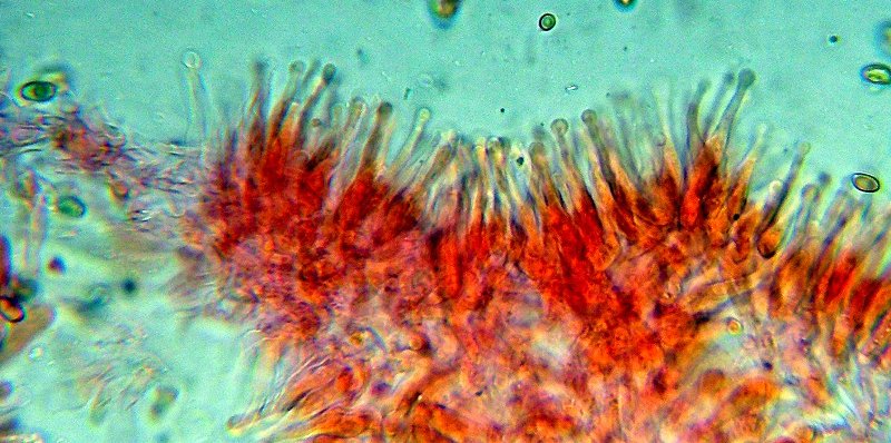 Galerina da determinare n�8.