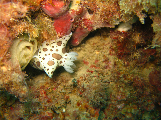 Peltodoris atromaculata