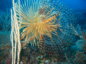 Fiore marino Sabella spallanzanii