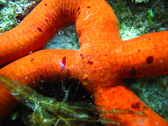 Marthasterias glacialis ed Ophidiaster ophidianus
