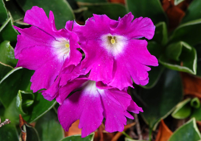 Primula glaucescens / Primula lombarda