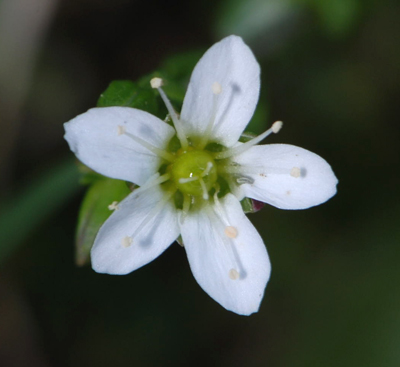 Arenaria serpyllifolia / Arenaria a foglie di serpillo