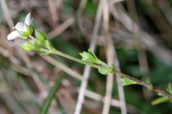 Arenaria serpyllifolia / Arenaria a foglie di serpillo