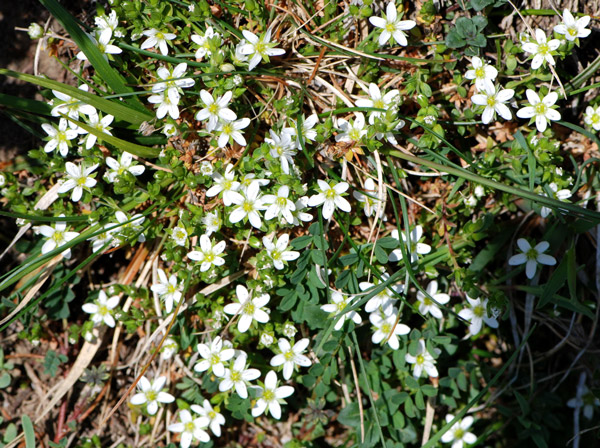 Arenaria serpyllifolia / Arenaria a foglie di serpillo