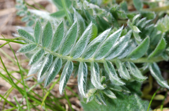 Oxytropis halleri  / Astragalo di Haller