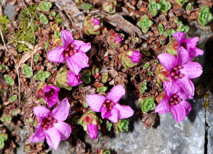 Saxifraga oppositifolia / Sassifraga a foglie opposte