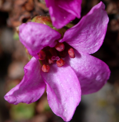 Saxifraga oppositifolia / Sassifraga a foglie opposte