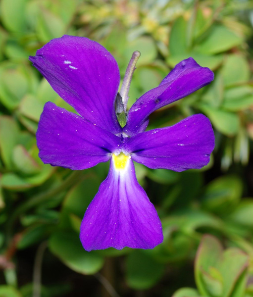 Viola culminis / Viola del Monte Guglielmo