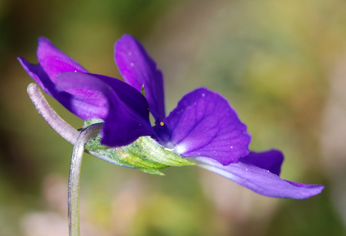 Viola culminis / Viola del Monte Guglielmo