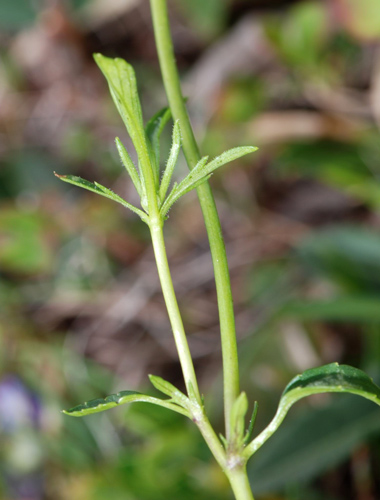 Viola culminis / Viola del Monte Guglielmo