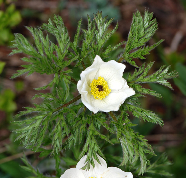 Pulsatilla alpina / Anemone alpino