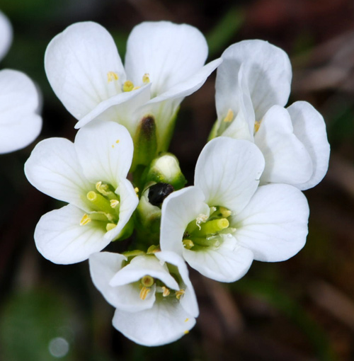 Arabis cfr. serpillifolia