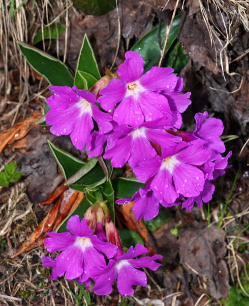 Primula glaucescens / Primula di Lombardia