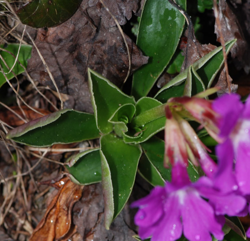 Primula glaucescens / Primula di Lombardia