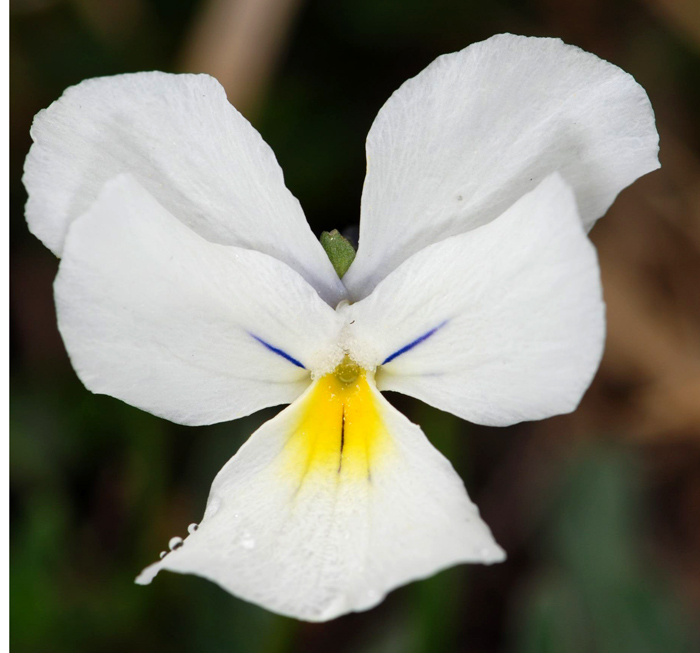 Viola culminis / Viola del Monte Guglielmo