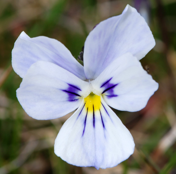 Viola culminis / Viola del Monte Guglielmo