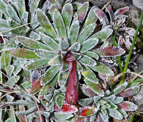 Cosa diventer? Saxifraga hostii