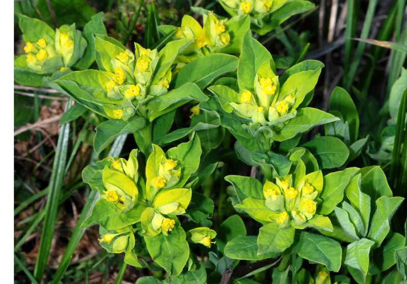 Euforbia da determinare