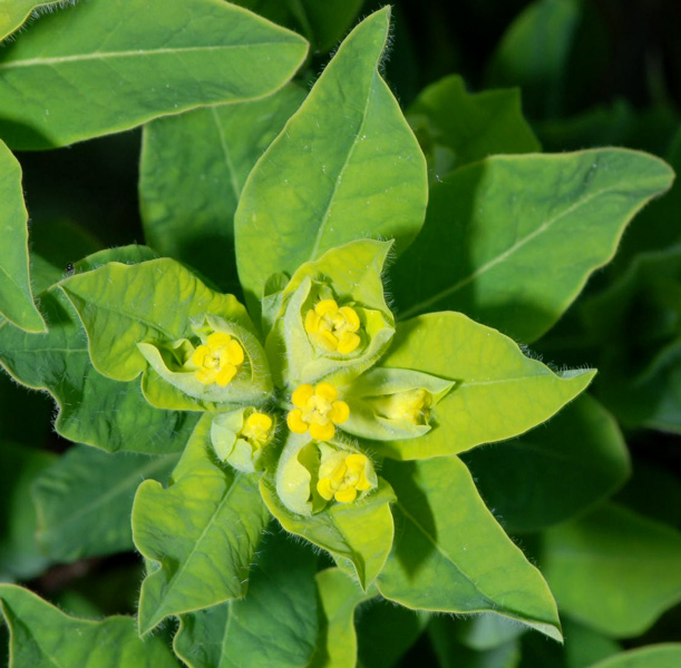 Euforbia da determinare