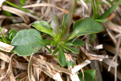 Viola calcarata / Viola farfalla