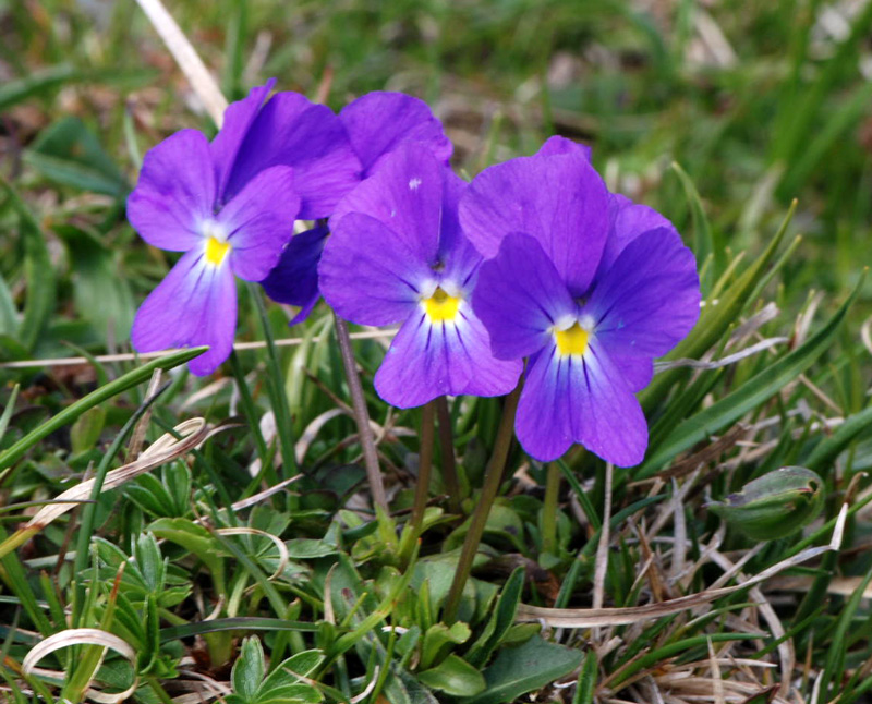 Viola calcarata / Viola farfalla