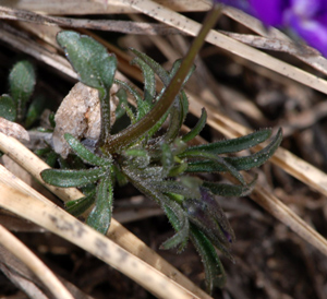 Viola dubyana / Viola di Duby
