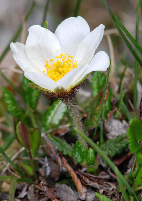 Dryas octopetala / Camedrio alpino