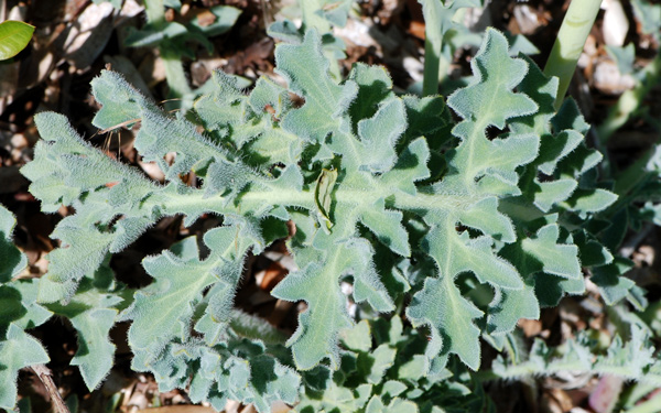 Glaucium flavum