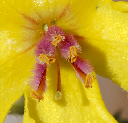 Verbasco da determinare