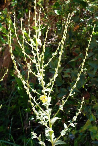 Verbasco da determinare