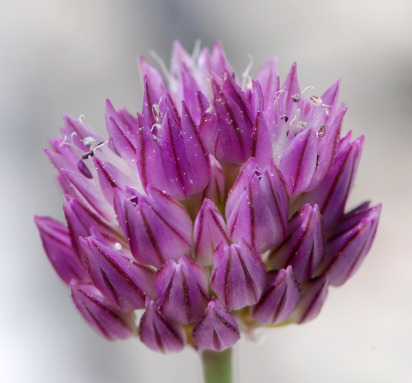 Allium acutiflorum / Aglio occidentale