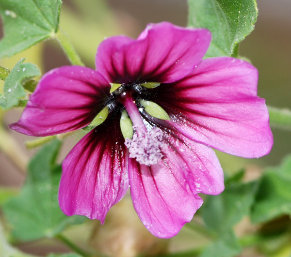 Malva (=Lavatera) arborea / Malvone maggiore