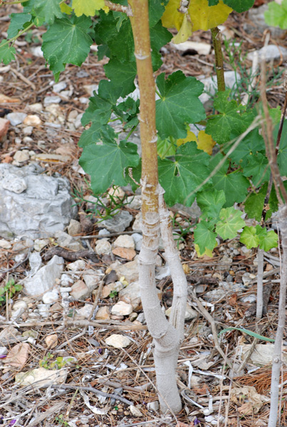 Malva (=Lavatera) arborea / Malvone maggiore