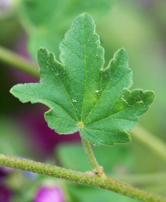 Malva (=Lavatera) arborea / Malvone maggiore