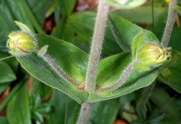 Asteracea da identificare