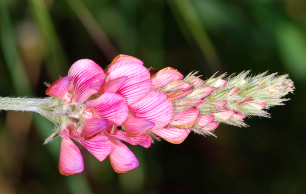 Onobrychis viciifolia