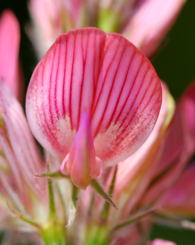 Onobrychis viciifolia