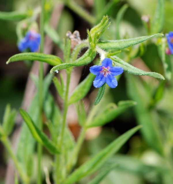 Aegonychon purpurocaeruleum (=Buglossoides purpurocaerulea) / Erba perla azzurra