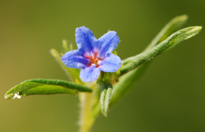 Aegonychon purpurocaeruleum (=Buglossoides purpurocaerulea) / Erba perla azzurra