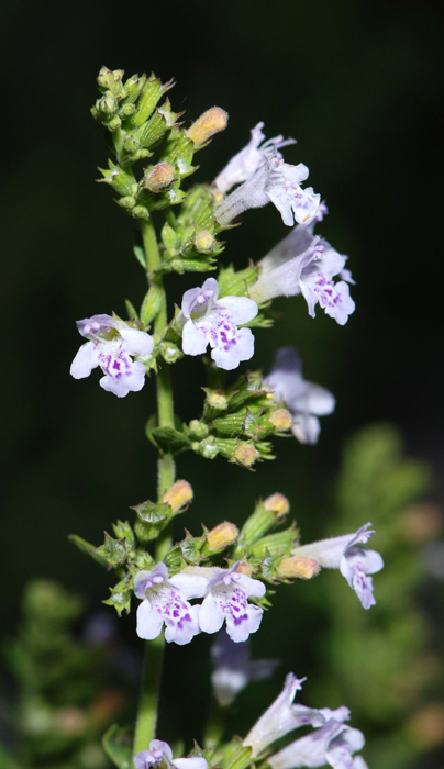 Calamintha nepeta