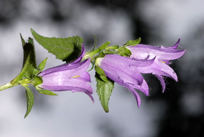 Campanula trachelium / Campanula selvatica