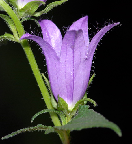 Campanula trachelium / Campanula selvatica